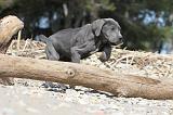 CANE CORSO 477